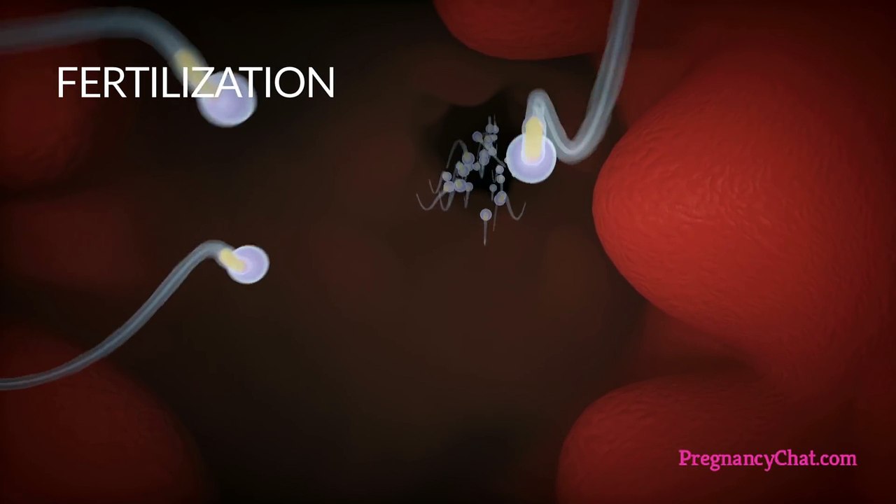 9 Months In The Womb_ A Remarkable Look At Fetal Development Through Ultrasound By PregnancyChat_com