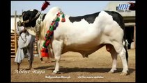 Qurbani Bull heavey Cattle Farm 2015