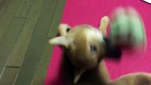baby shiba inu yuki plays with her toy on my yoga mat。赤ちゃん柴犬