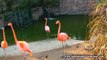 Flamingos @The Emperor Valley Zoo in Trinidad and Tobago