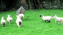 Sheep is fighting against an Umbrella !