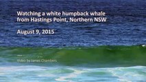 Rare : une baleine à bosse blanche aperçue en Australie