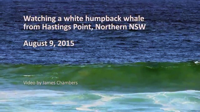 Rare : une baleine à bosse blanche aperçue en Australie