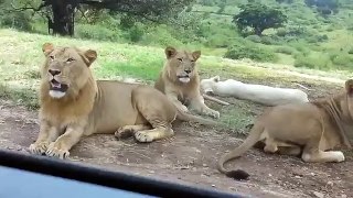 Lion Opens car door Video