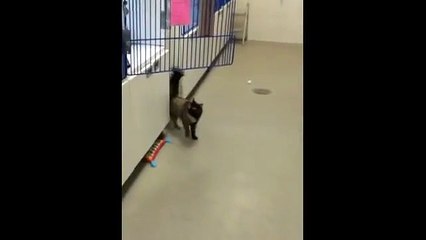 Un Sol bien trop Mouillé pour ce Chat