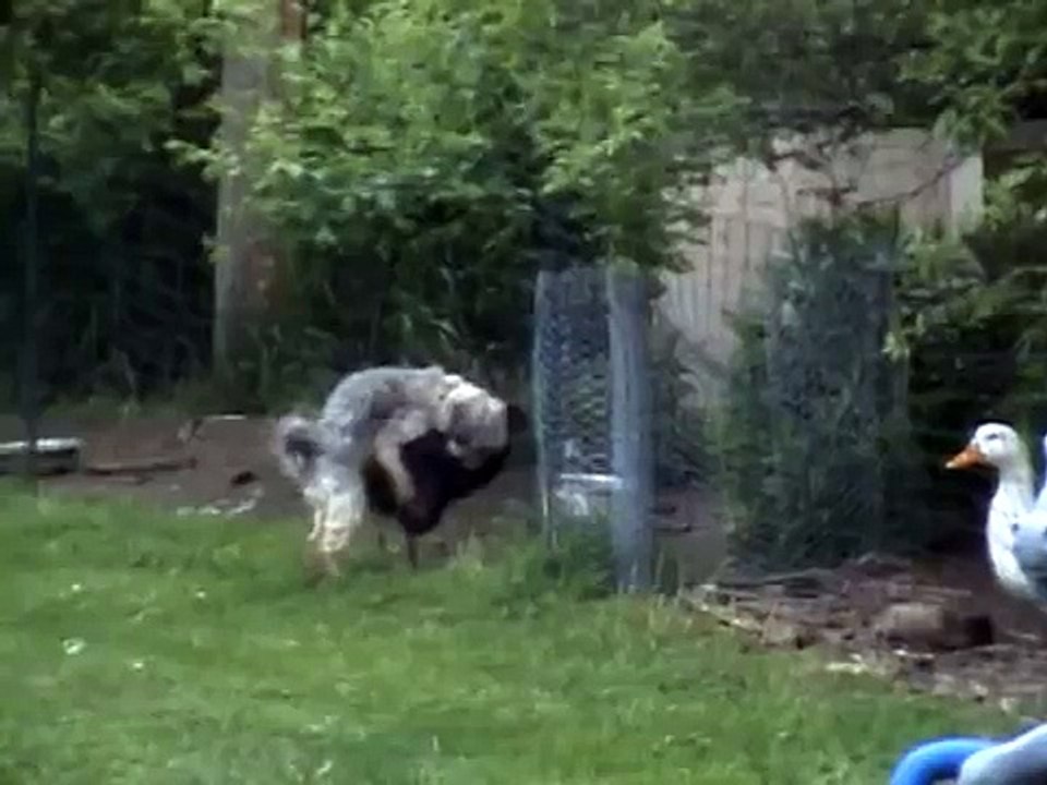 Dog decides to mount a chicken!