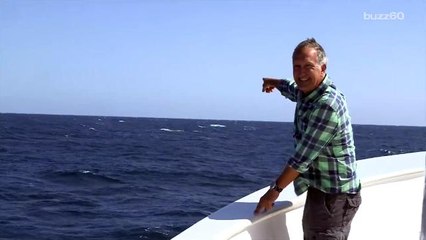 Whale photobombs TV host complaining about not seeing any whales