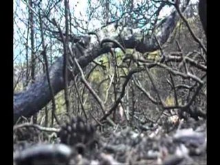 Tetë zjarre aktive në territorin e Maqedonisë