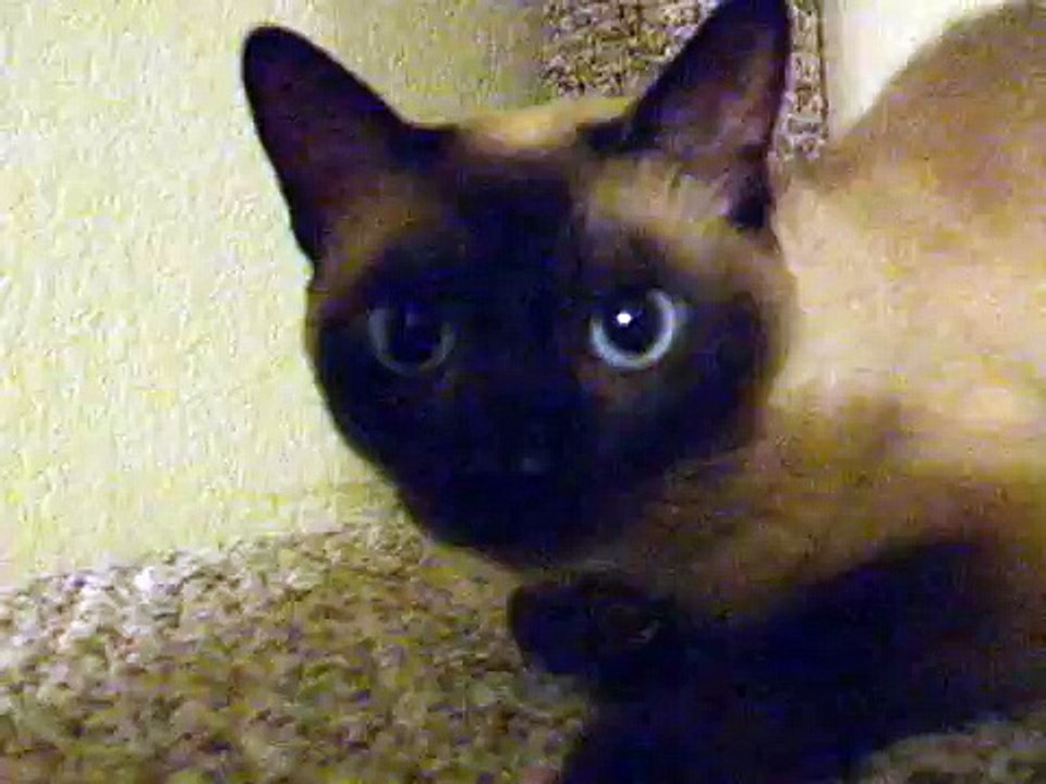 Tonkinese cat coughing, wheezing