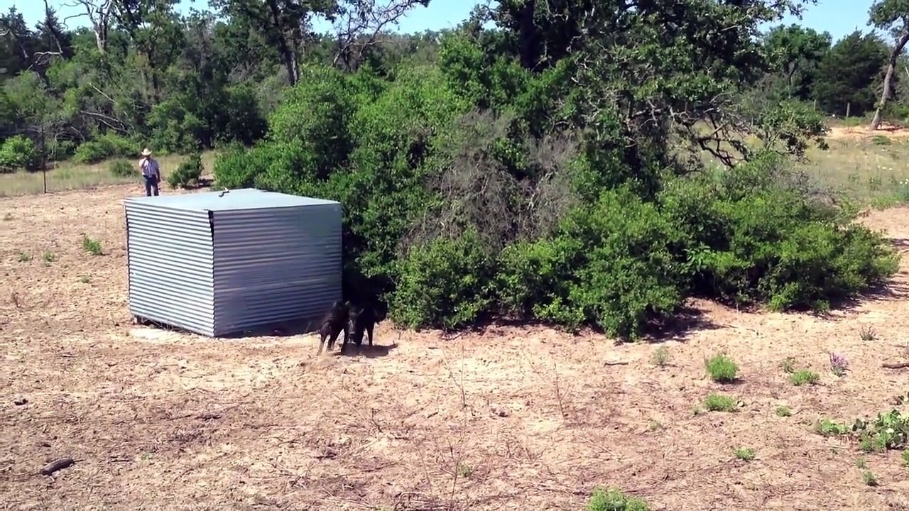 Dale Brisby, Swine Ropin