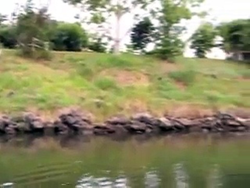 Top Water Breamin'