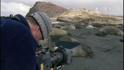 Wild Kingdom- Elephant Seal Birth