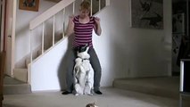 Dog Aerobics-  dog tricks in the form of aerobics!!!