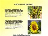 Biodiesel Manufacturers | Jatropha Seed Buyer | Biodiesel in India