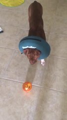 Clever Pit Bull solves food puzzle ball