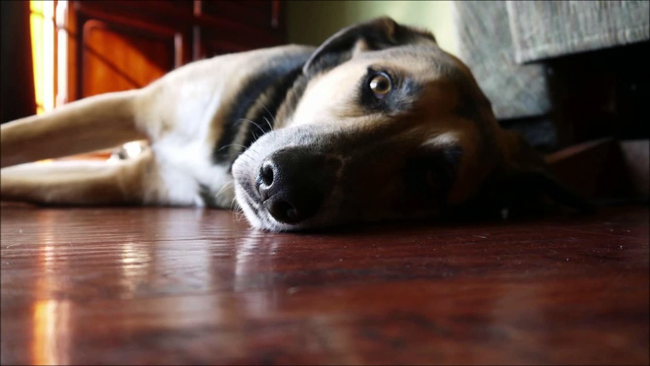 Dog Sleeping On The Floor (German Shepherd Mix) {Photos/Time Lapse} [Albus]
