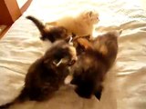 めっさカワイイこねこ×４匹