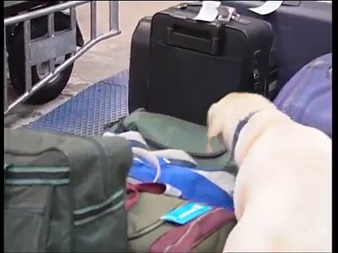 Mój przyjaciel Rex - film edukacyjny dla dzieci i młodzieży (2002)