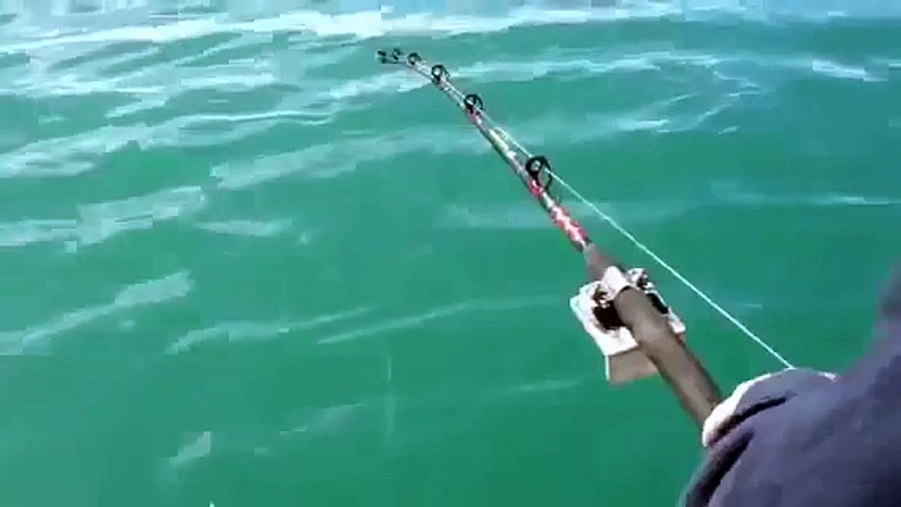 釣った魚をシャチに奪われる