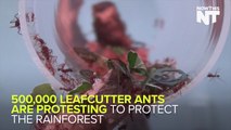 Half A Million Ants Hold A 'Protest' 'Demanding' Rainforest Conservation