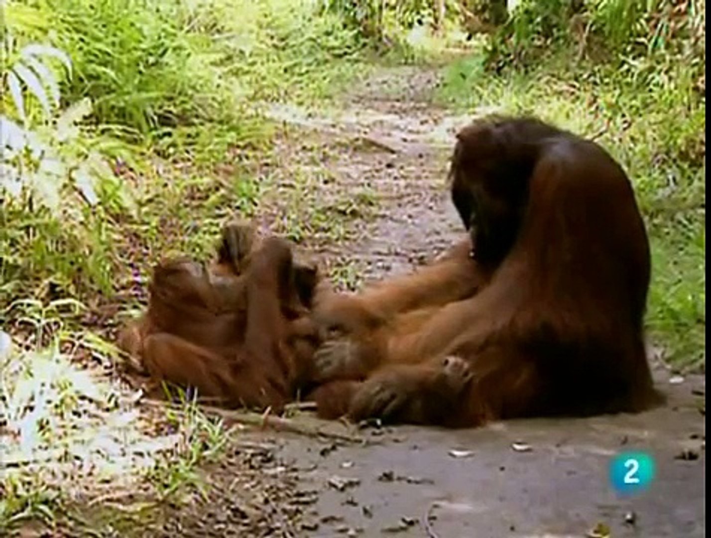 EL ORANGUTAN-Sobreviviendo en la naturaleza-1de4