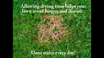 How much and how often you should water your lawn.
