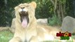 LIONS, TIGERS AND BEARS! The Akron Zoo - They will have something you will like!