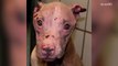 Rescue dog doused with acid gets second chance at life