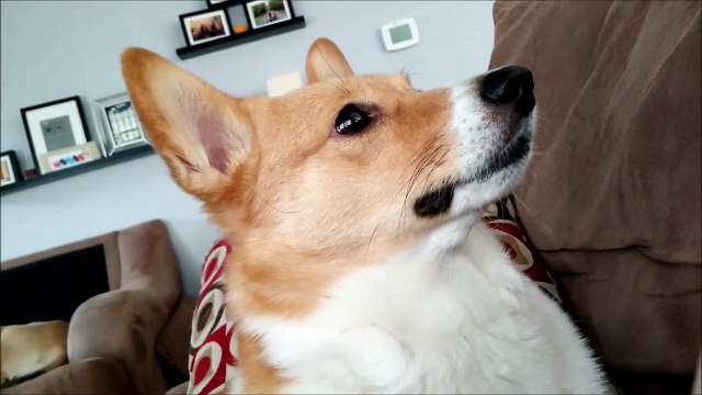 This guard dog is alarmed but only slightly...