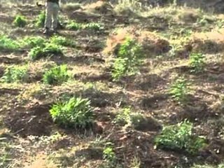 Lazarati vazhdon të jetë furnizuesi kryesor i hashashit për Kryeqytetin