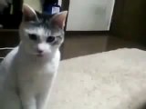 Shocked Cat 