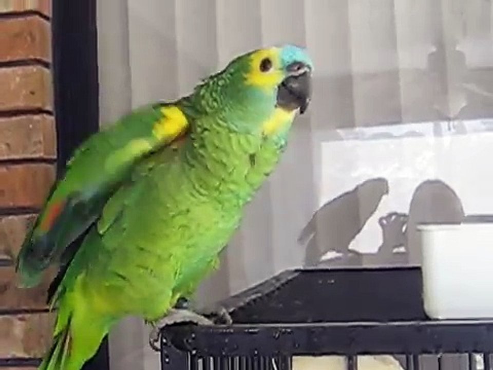 Blue Front Amazon Parrot talking parrot video Dailymotion
