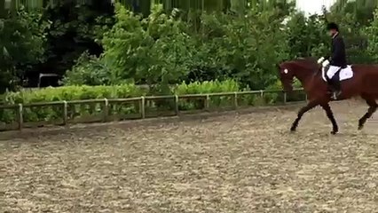 Georgia ELS (Mare) For Sale