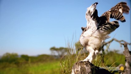 Hız Öldürür! - Havada En İyi 5 Av