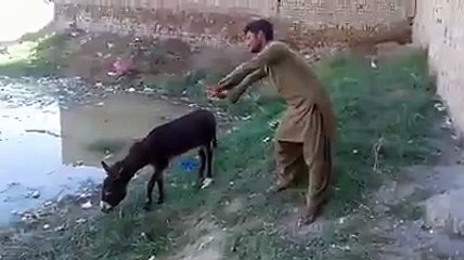 sunny deol - funny dialog