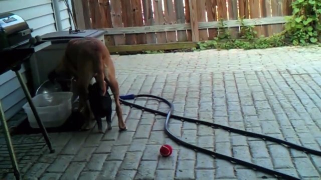 Pig finds permanent shelter underneath her doggy best friend. lol