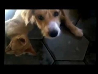 Cat and Doggs Chillin Together #Love