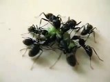 Ants Eat Carcass of  a Broccoli Worm