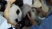 Dix bébés pandas géants en deux mois, les naissances se multiplient en Chine
