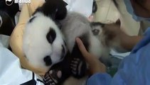 Dix bébés pandas géants en deux mois, les naissances se multiplient en Chine