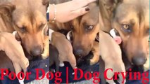 Dog Crying - Dog Cry | This is a reaction of a dog after being rescued with her puppies ! WOW