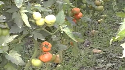 Lushnje, moti i keq demton prodhimet