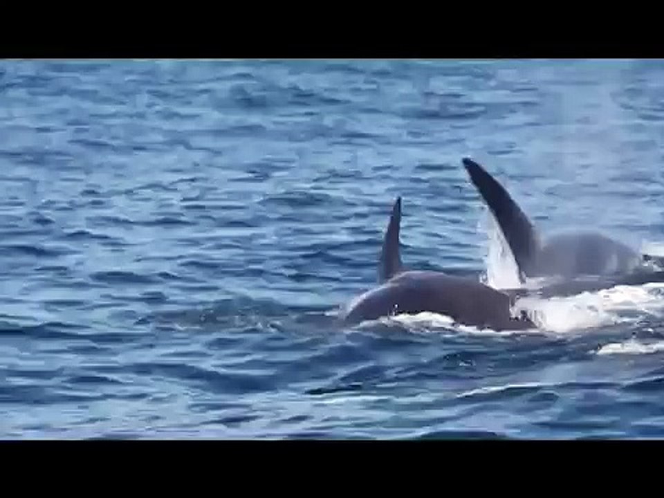 Orcas Attack and Consume a Pregnant Elephant Seal