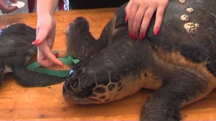 Breshkat e Patogut, specialistët japin alarmin: Po zhduken nga ndotja