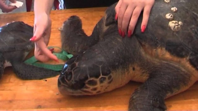 Breshkat e Patogut, specialistët japin alarmin: Po zhduken nga ndotja