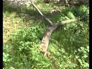 Era e fuqishme, dëme të mëdha në Pollog