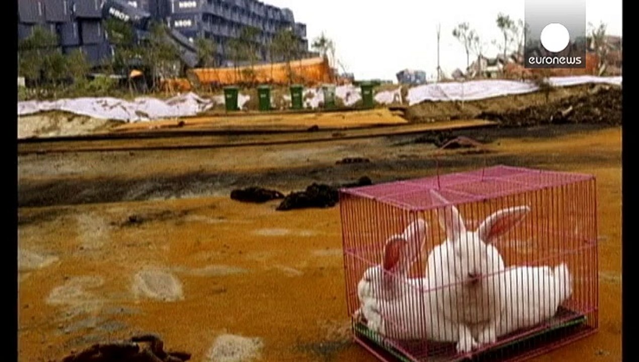 Explosion in China: Hasen überleben Chemieversuche