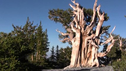 Pemet me te vjetra ne bote