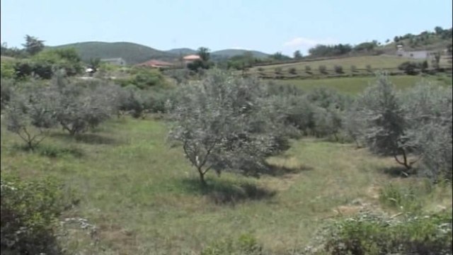 Rritet eksporti i fruta perimeve, në 6 muaj mbi 24 mijë ton në tregjet e huaja