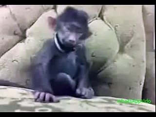 Funny Monkey Laughing | WhatsApp Funny Animal Videos 2015